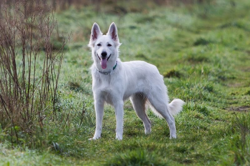 Zwtserse witte herder Misthy's Friends Lola